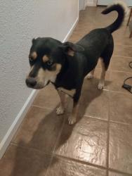 Reunited Female Dog last seen Sarival and Van Buren , Goodyear, AZ 85338
