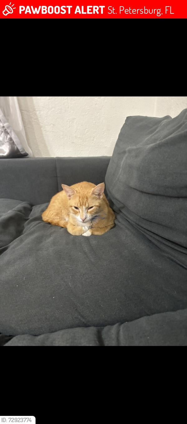 Lost Male Cat last seen 1st st N & 41st ave ne, St. Petersburg, FL 33703