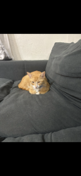 Lost Male Cat last seen 1st st N & 41st ave ne, St. Petersburg, FL 33703
