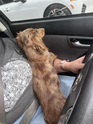 Reunited Female Dog last seen Max bahr park, Indianapolis, IN 46222