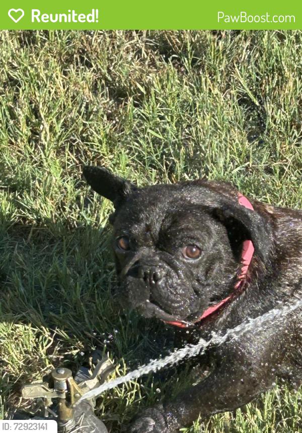 Reunited Female Dog last seen burr road, San Antonio, TX 78234