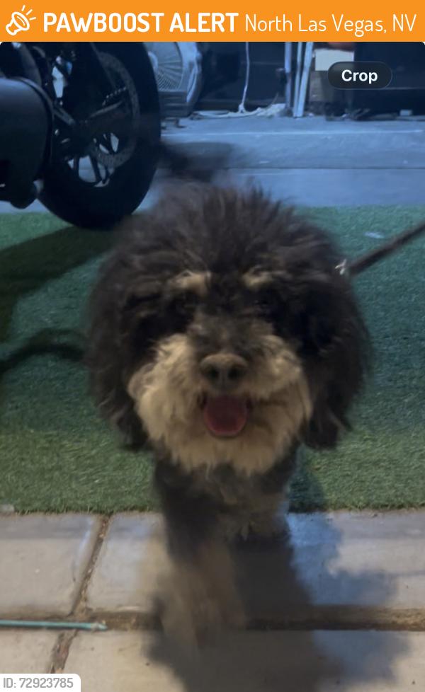 Found/Stray Male Dog last seen McCarren st & Azure ave., North Las Vegas, NV 89081