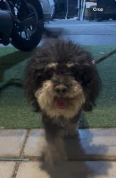 Found/Stray Male Dog last seen McCarren st & Azure ave., North Las Vegas, NV 89081