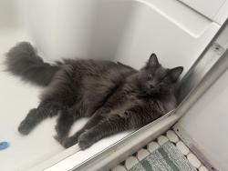 Reunited Male Cat last seen Prospect and Simon , Hayward, CA 94541