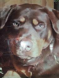 Lost Male Dog last seen Sand canyon rd , Tehachapi, CA 93561