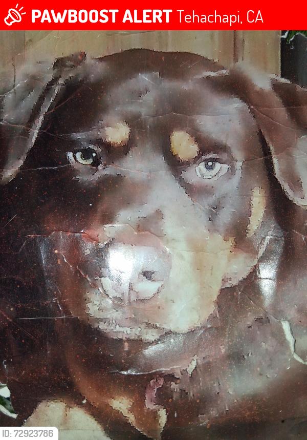 Lost Male Dog last seen Sand canyon rd , Tehachapi, CA 93561