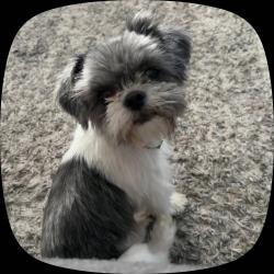 Reunited Female Dog last seen S owens st and Virginia, Bakersfield, CA 93307