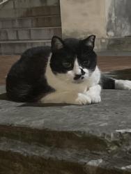 Found/Stray Unknown Cat last seen On stairs to Welch hall. Has been here for 24+ hours, Austin, TX 78712
