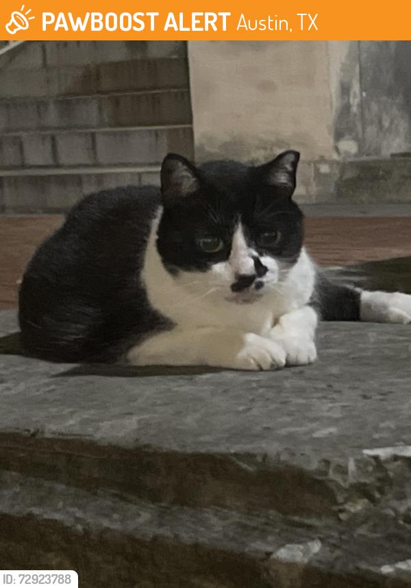Found/Stray Unknown Cat last seen On stairs to Welch hall. Has been here for 24+ hours, Austin, TX 78712