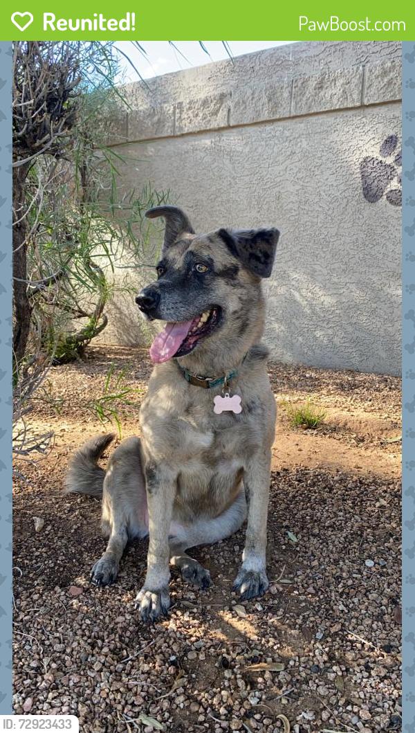 Reunited Female Dog last seen Near E Broadway Ave, Apache Junction, AZ 85119, USA, Apache Junction, AZ 85119