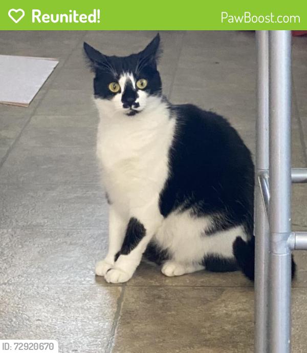 Reunited Female Cat last seen Riverside drive near rollerdrome, Auburn, ME 04210