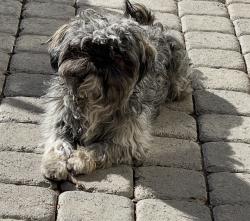 Reunited Male Dog last seen Shadow Piek and Chrisman Avenue, Las Vegas, NV 89129