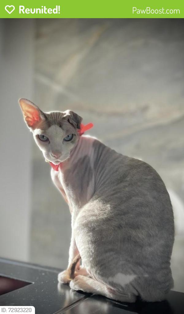 Reunited Female Cat last seen Cliff Dr, 574 , Laguna Beach, CA 92651