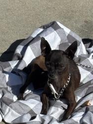 Lost Female Dog last seen Halldale and 135 st, Gardena, CA 90249