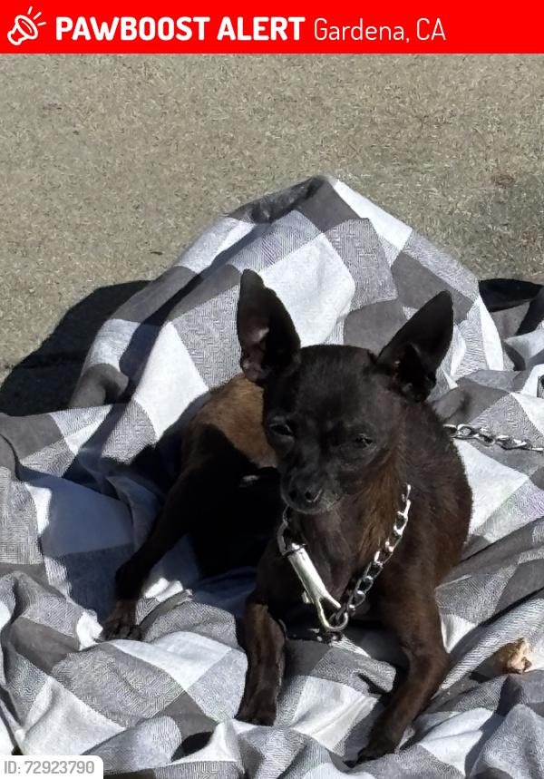 Lost Female Dog last seen Halldale and 135 st, Gardena, CA 90249