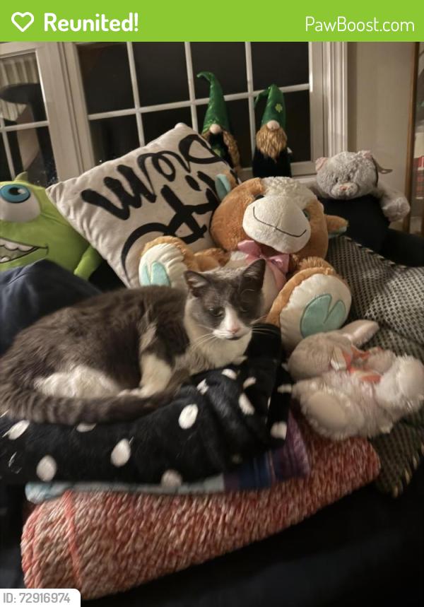 Reunited Female Cat last seen Giant Oak or Molly’s Pub, McHenry, IL 60051