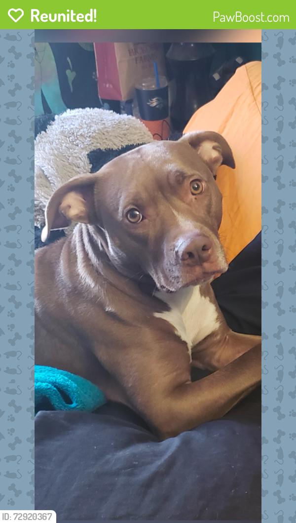 Reunited Female Dog last seen Lake mead and ivy , Henderson, NV 89015