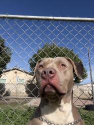 Reunited Female Dog last seen Near Inez St, Whittier, CA 90605, EE. UU., Whittier, CA 90605
