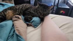 Lost Male Cat last seen Winston Trace, Williamsburg, VA 23185