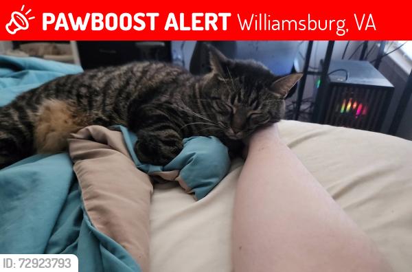 Lost Male Cat last seen Winston Trace, Williamsburg, VA 23185