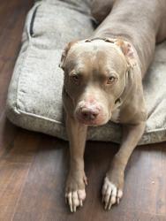 Reunited Female Dog last seen Carmenita rd & Lakeland , Whittier, CA 90604