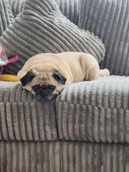 Lost Female Dog last seen Spring mountain, Antioch, CA 94531