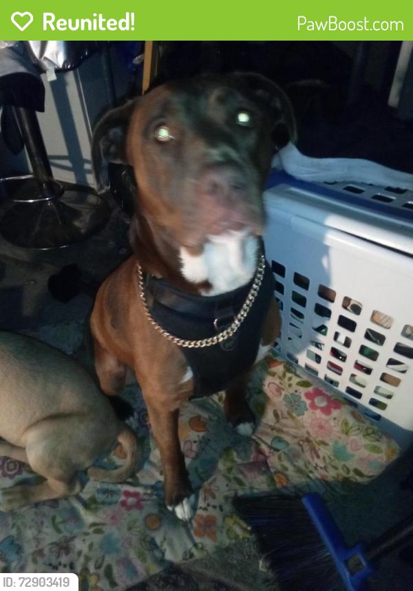 Reunited Male Dog last seen Rogers , Los Angeles, CA 90023