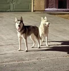 Reunited Unknown Dog last seen Rosa Rosales and Goldfield area, North Las Vegas, NV 89031
