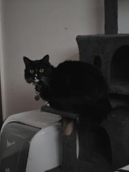 Reunited Female Cat last seen Joyce middle school , Woburn, MA 01801