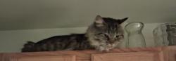 Reunited Male Cat last seen Pine valley court, little egg harbor, NJ, 08087 & Center street, little egg harbor,  nj, 08087, Little Egg Harbor Township, NJ 08087