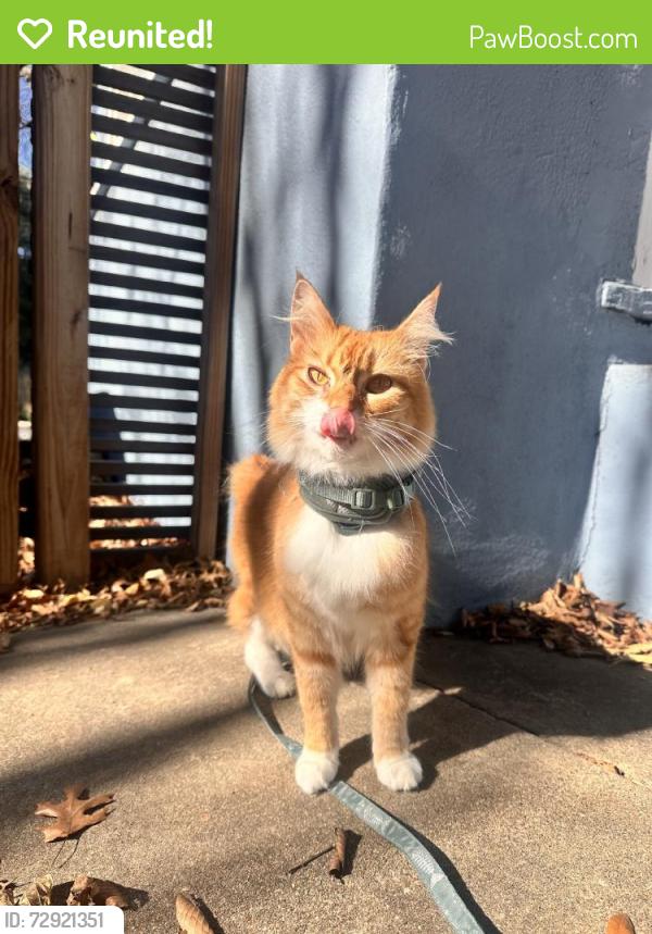 Reunited Female Cat last seen Near S 5th St, Austin, TX 78704, USA, Austin, TX 78704