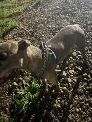 Found/Stray Male Dog last seen Beard drive , Rome, GA 30165