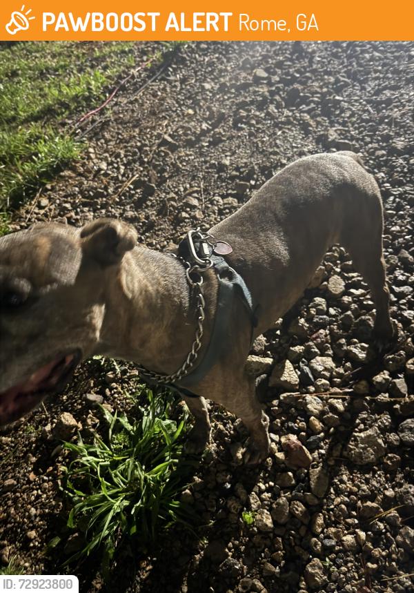 Found/Stray Male Dog last seen Beard drive , Rome, GA 30165