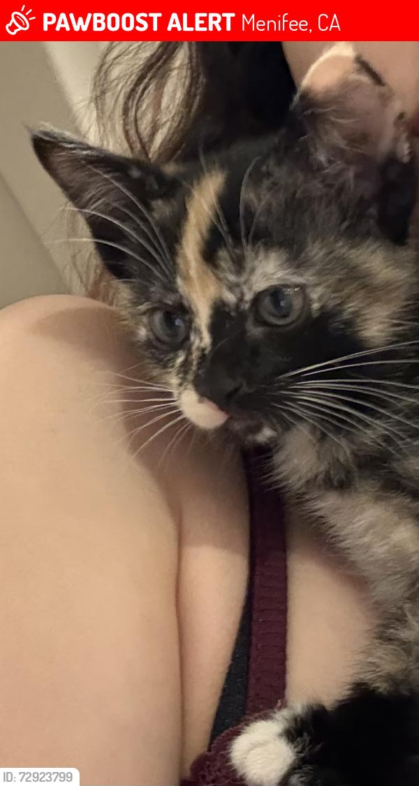 Lost Female Cat last seen Heritage Lake Dr and McCall Blvd , Menifee, CA 92585
