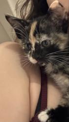 Lost Female Cat last seen Heritage Lake Dr and McCall Blvd , Menifee, CA 92585