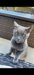 Lost Female Cat last seen Kroger lagrange road, Louisville, KY 40245