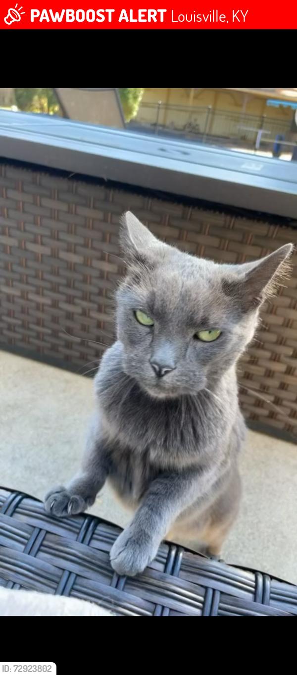 Lost Female Cat last seen Kroger lagrange road, Louisville, KY 40245