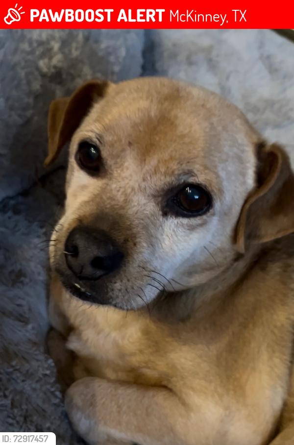 Lost Male Dog last seen Ridgecrest subdivision in Mckinney, McKinney, TX 75071