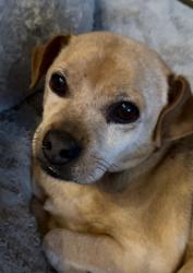 Lost Male Dog last seen Ridgecrest subdivision in Mckinney, McKinney, TX 75071