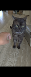 Found/Stray Male Cat last seen Laguna West, Elk Grove, CA 95758