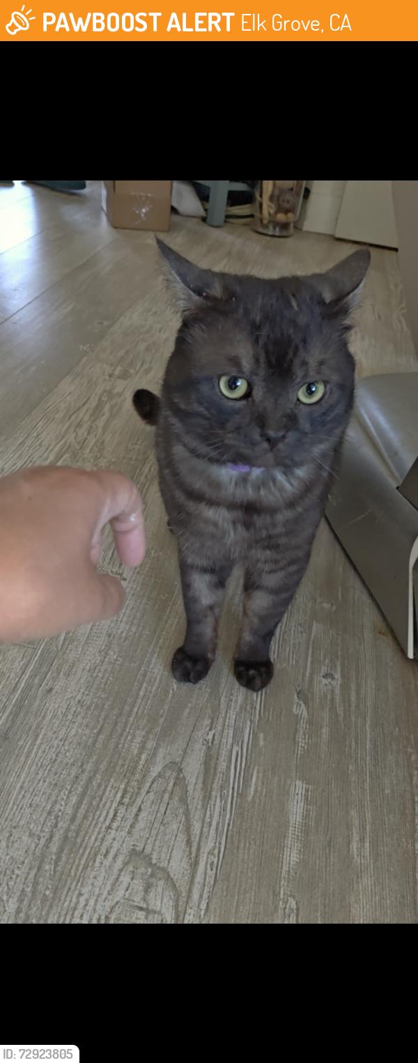 Found/Stray Male Cat last seen Laguna West, Elk Grove, CA 95758