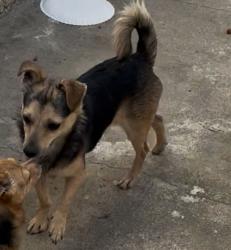 Lost Male Dog last seen Near linda vista, Alhambra, CA 91801