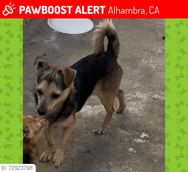 Lost Male Dog last seen Near linda vista, Alhambra, CA 91801