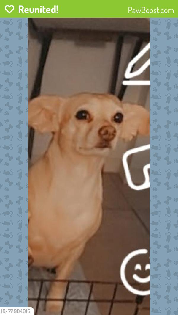 Reunited Female Dog last seen Palo verde , Cathedral City, CA 92234