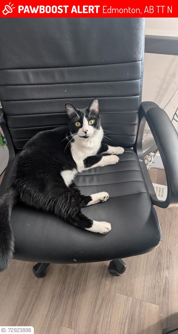 Lost Female Cat last seen Maple Rd and Maple Way, Edmonton, AB T6T 2N3