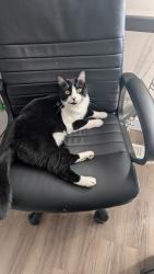 Lost Female Cat last seen Trees behind Avana, Maple Rd and Maple Way, Edmonton, AB T6T 2N3