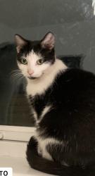 Lost Female Cat last seen Milngavie , Milngavie, Scotland G62 6QR