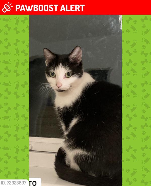 Lost Female Cat last seen Milngavie , Milngavie, Scotland G62 6QR