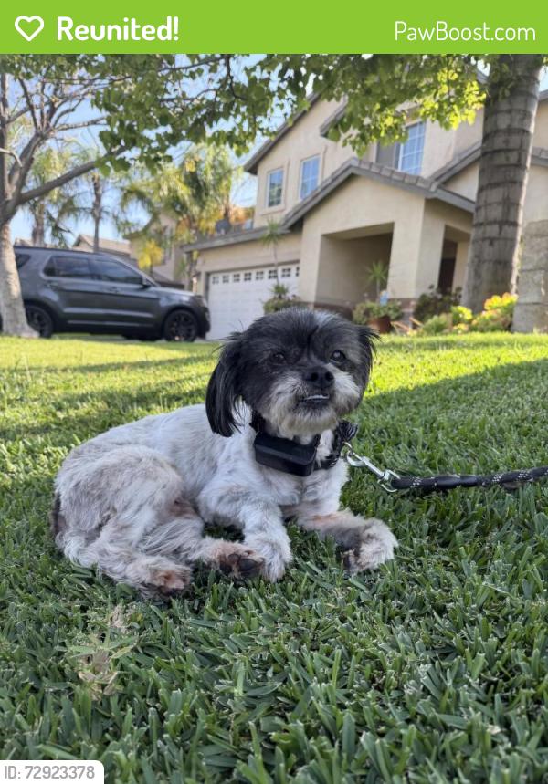 Reunited Female Dog last seen Beech & Baseline, Fontana, CA 92336