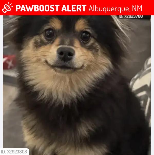 Lost Female Dog last seen Elena drive and Wyoming , Albuquerque, NM 87109